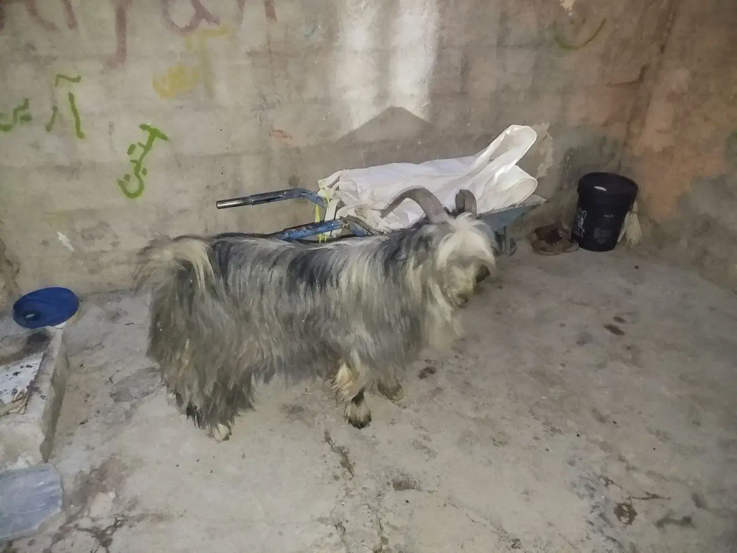 بز بیگ نر|حیوانات مزرعه|اردل, |دیوار