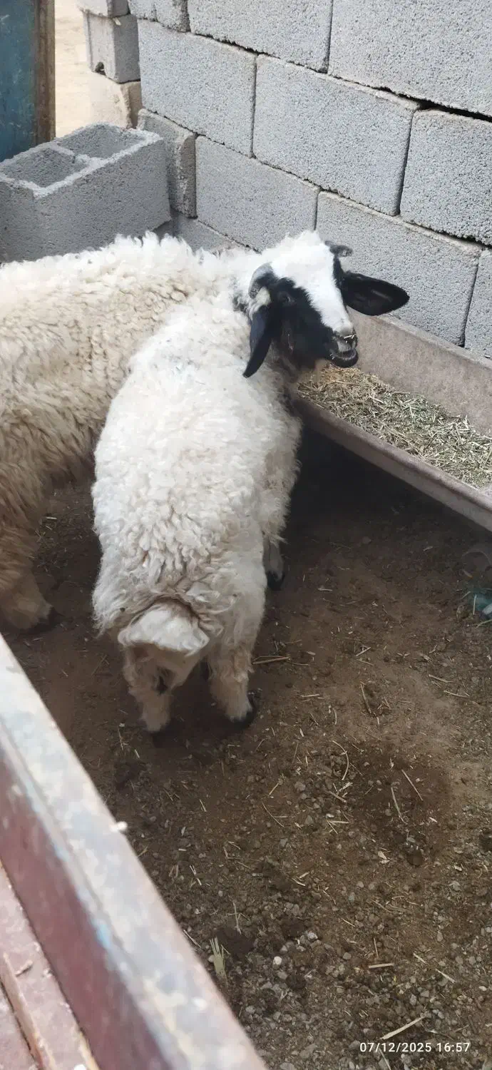 شهر شاوور|حیوانات مزرعه|شوش, |دیوار