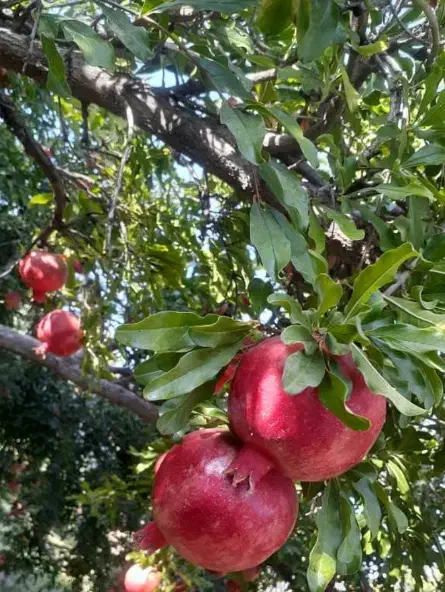 انار|خوردنی و آشامیدنی|شیراز, کوشک میدان|دیوار