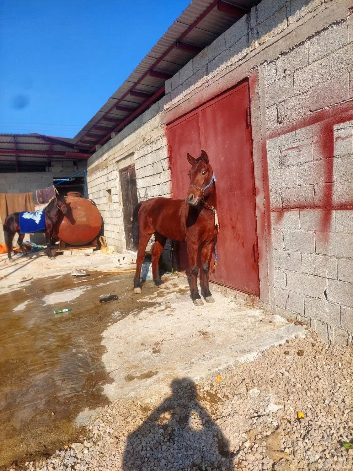 فروشی|اسب و تجهیزات اسبسواری|شاندرمن, |دیوار