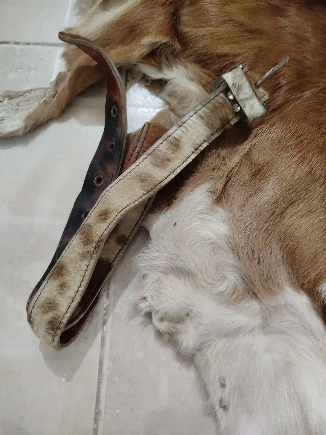 پوست بز قدیمی ب همراه کمربند|کلکسیون اشیاء عتیقه|همدان, |دیوار