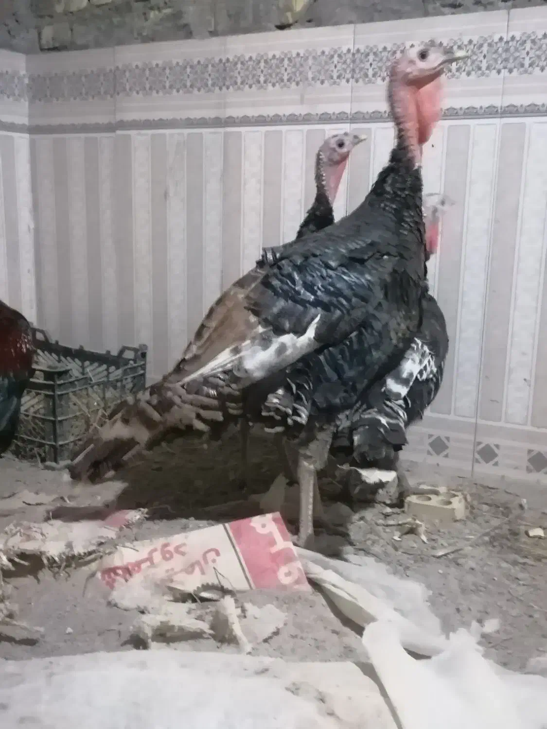 بوقلمون برنز|حیوانات مزرعه|گرگان, |دیوار