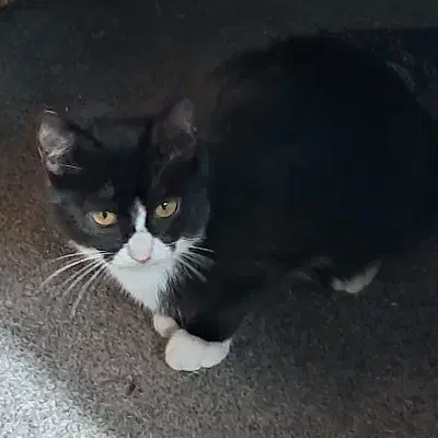 واگذاری گربه|گربه|کومله, |دیوار