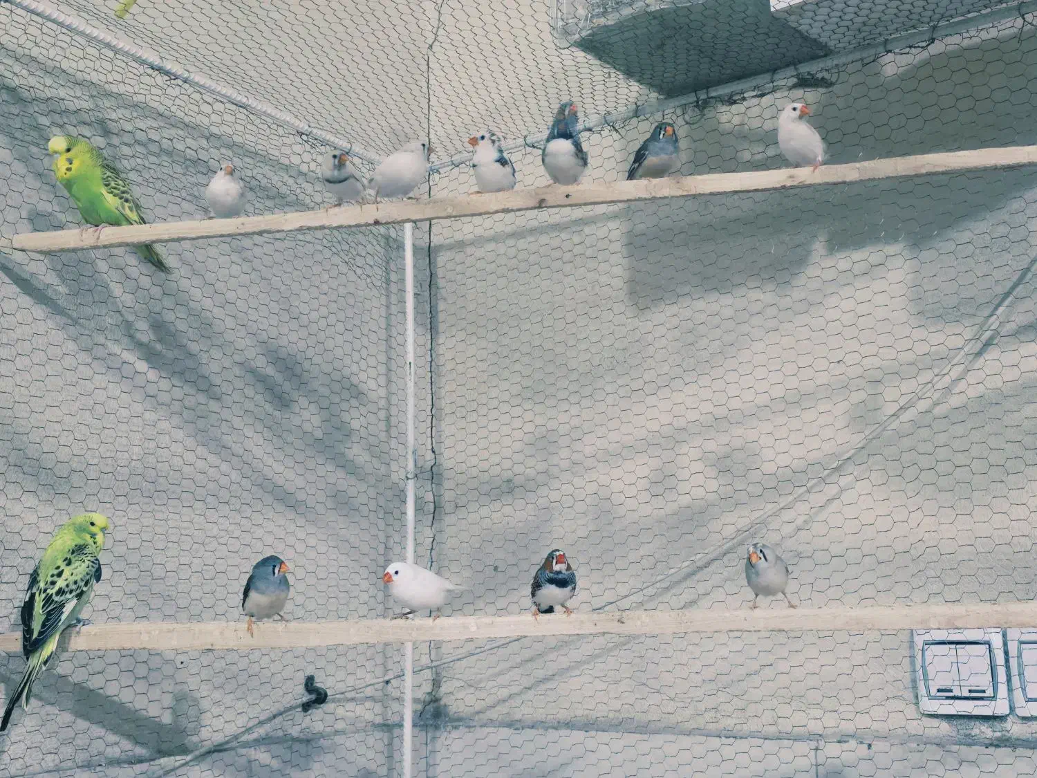 جفت مولد فنچ|پرنده|سیرجان, |دیوار