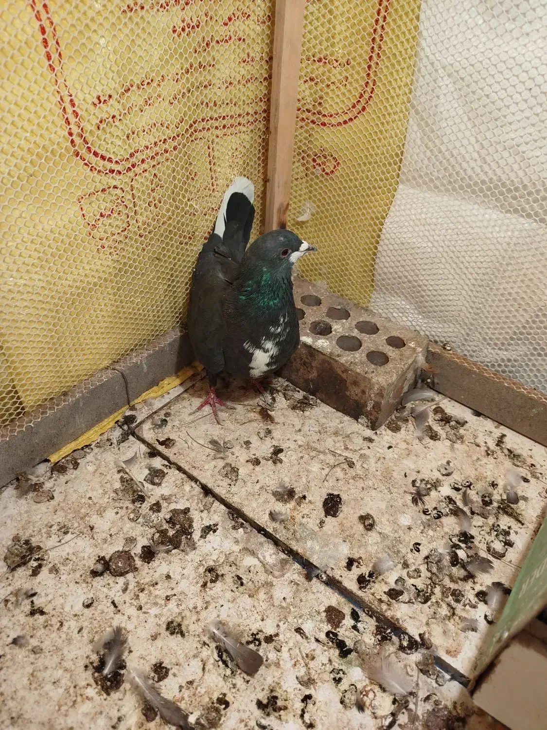 کفتر ریشی|پرنده|زرند, |دیوار