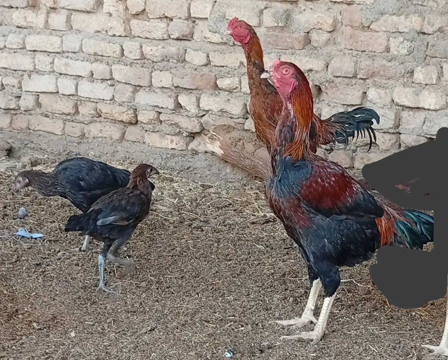 جوجه|حیوانات مزرعه|کرباسک, |دیوار