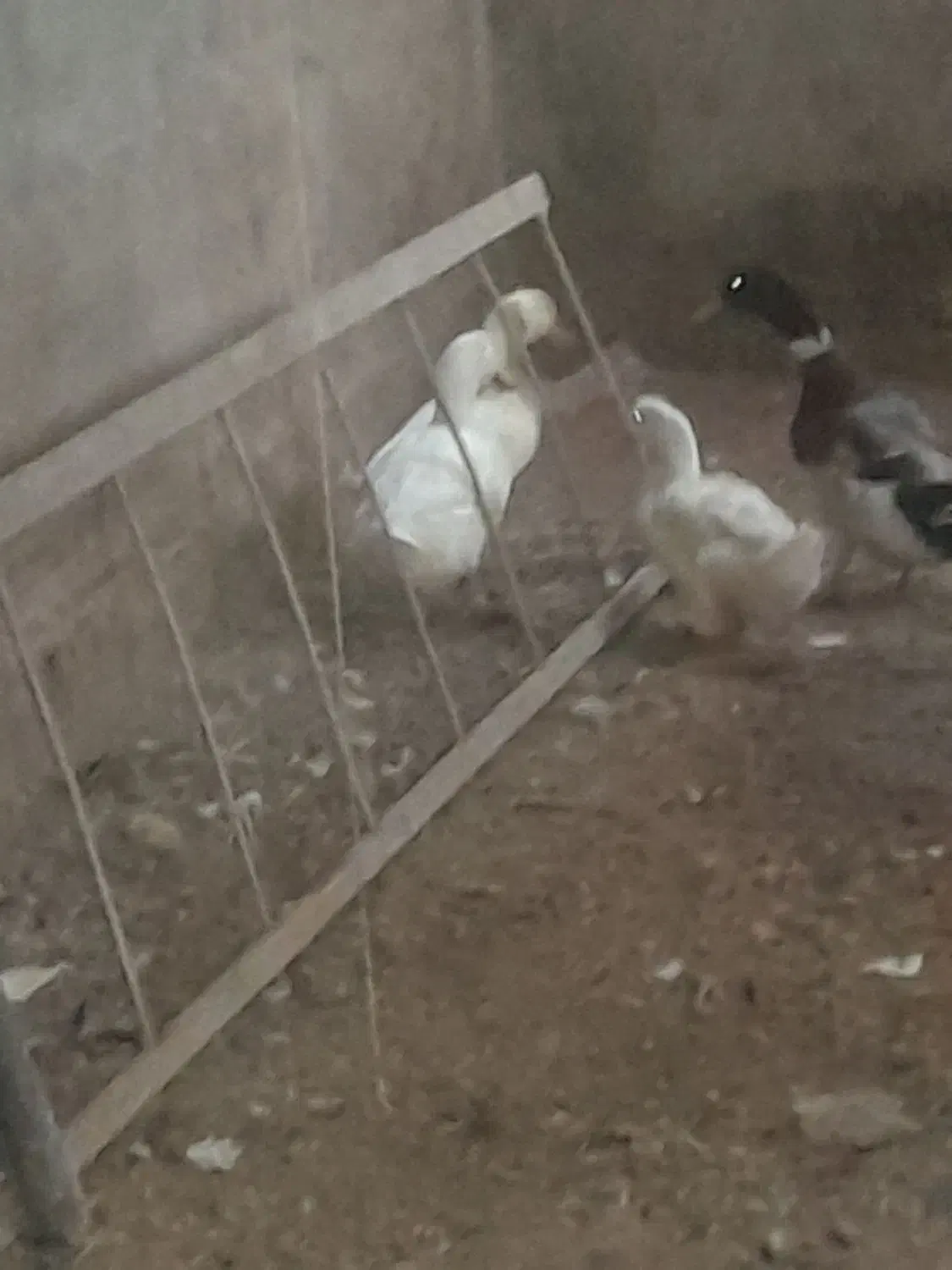 اردک نروماده|حیوانات مزرعه|دشتابی, |دیوار