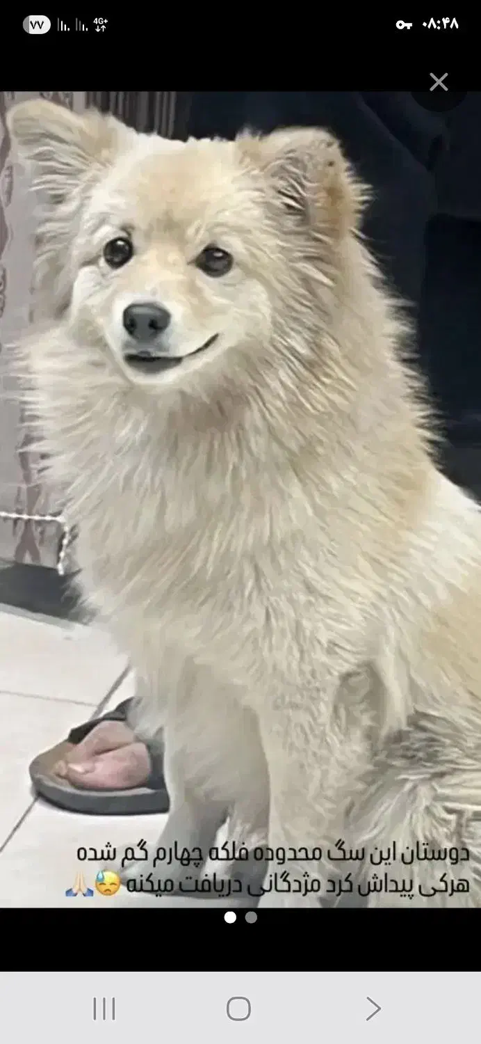 لطفا هر که این حیوون پیدا کرد خبر بده|سگ|یزد, |دیوار