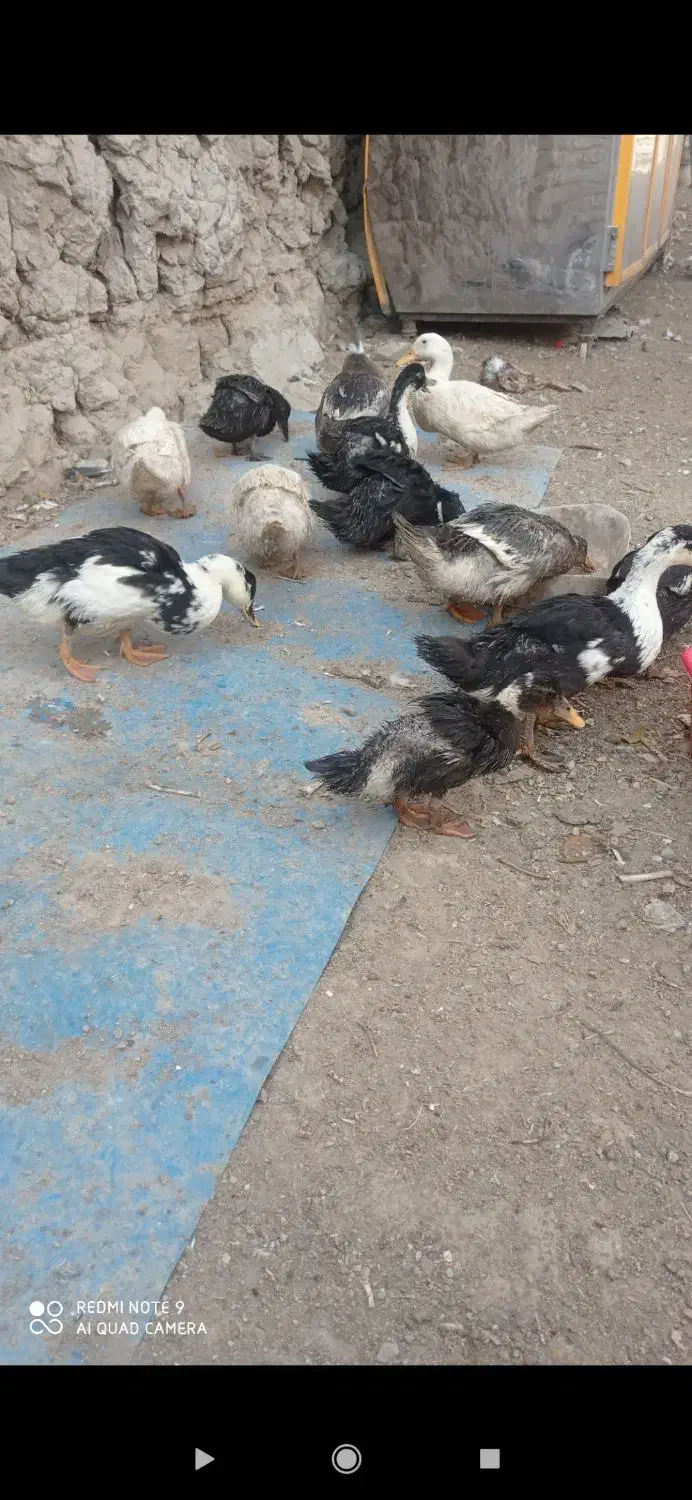 حیوان  در مزر|حیوانات مزرعه|اصفهان, گیان|دیوار