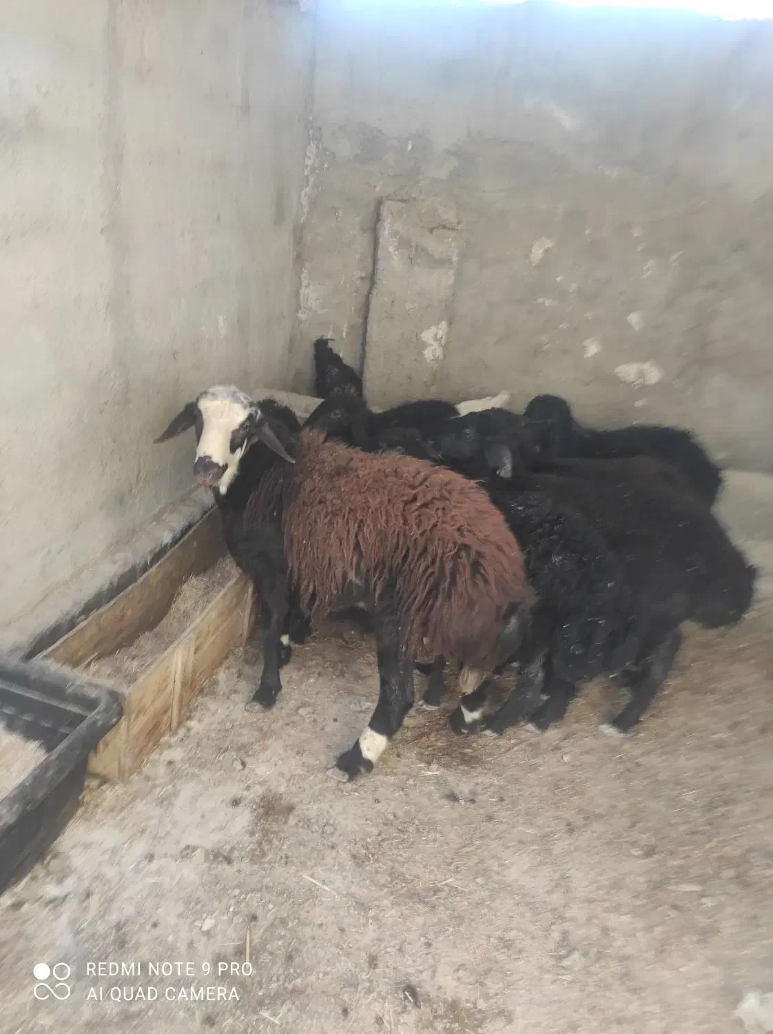 بره قوچی|حیوانات مزرعه|هشتگرد, تهران دشت|دیوار