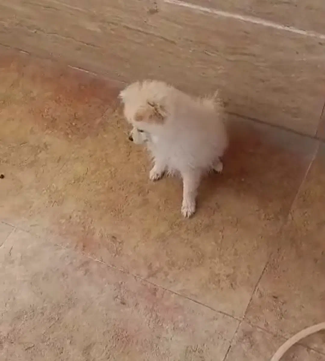 سگ عروسکی نژاد پامرانین|سگ|زاهدان, |دیوار