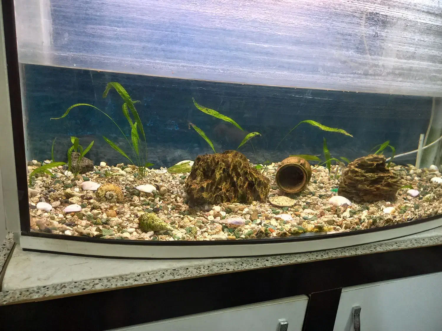 آکواریوم شیشه خم با میز و کلیه وسایل|ماهی|شاهینشهر, نبوت|دیوار