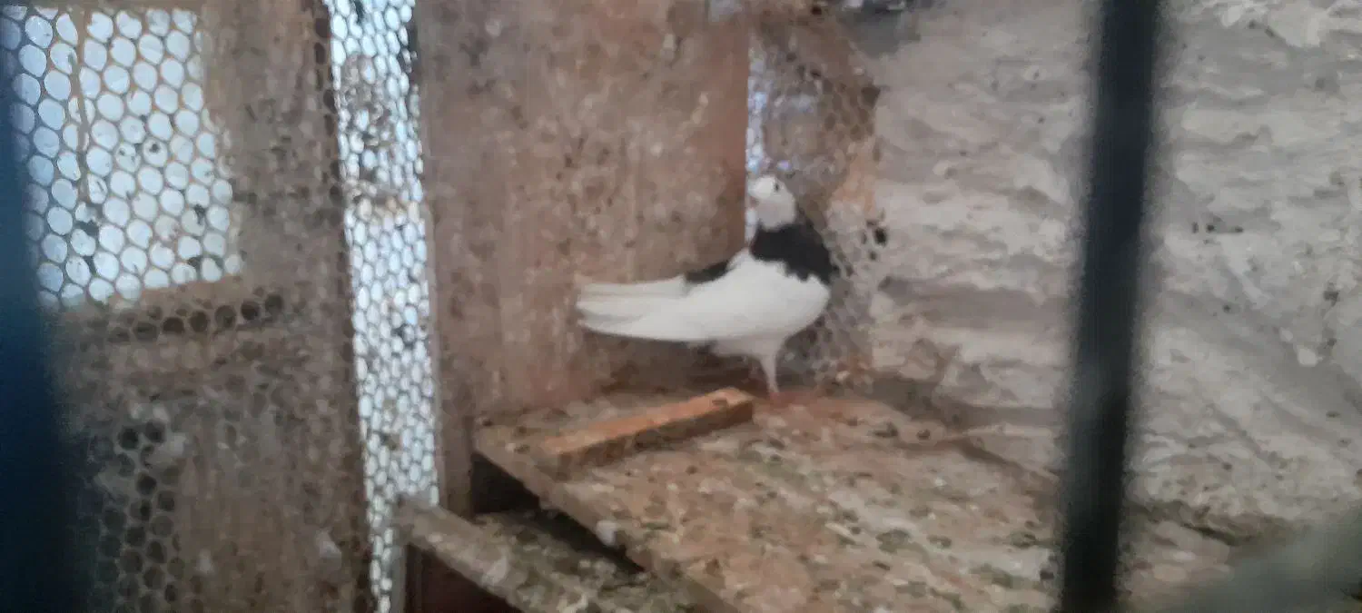 کبوتر طوقی|پرنده|مشهد, عبادی|دیوار