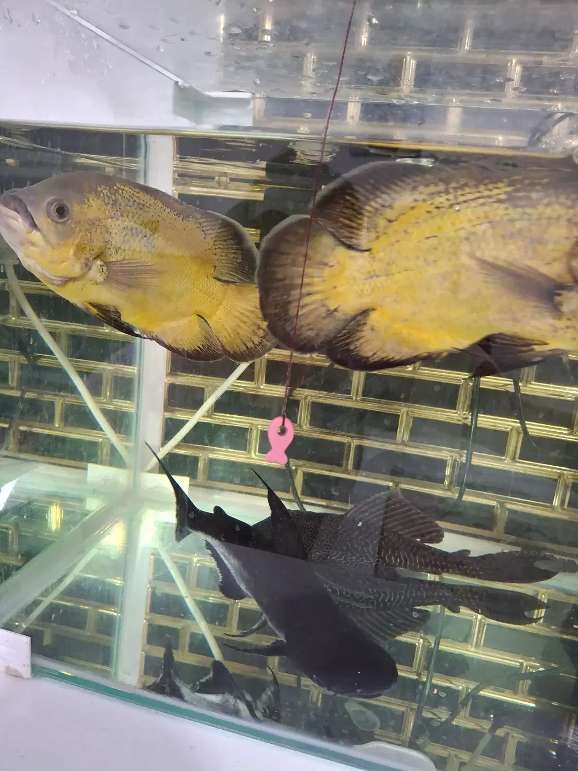 گوربه ماهی|ماهی|مشهد, امیرآباد|دیوار