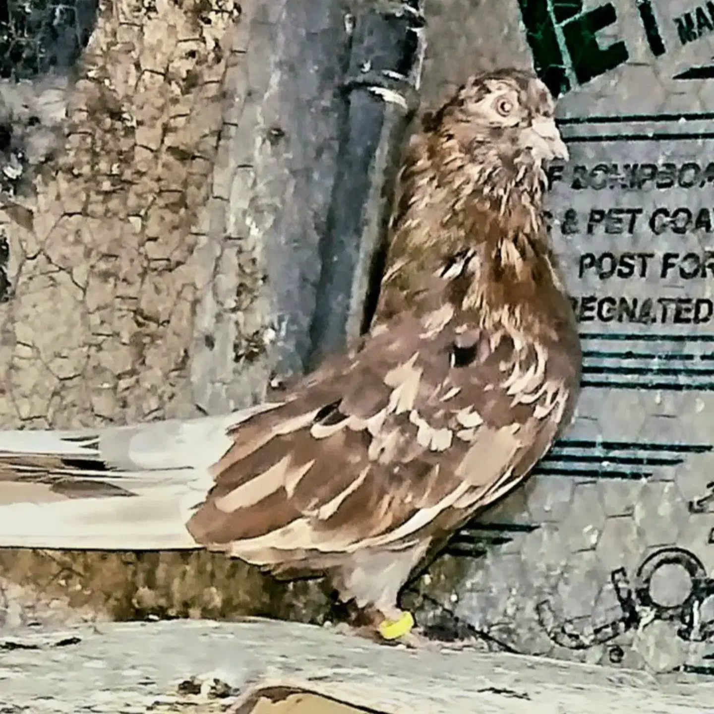 سرور‌پرشی|پرنده|پیر بکران, |دیوار