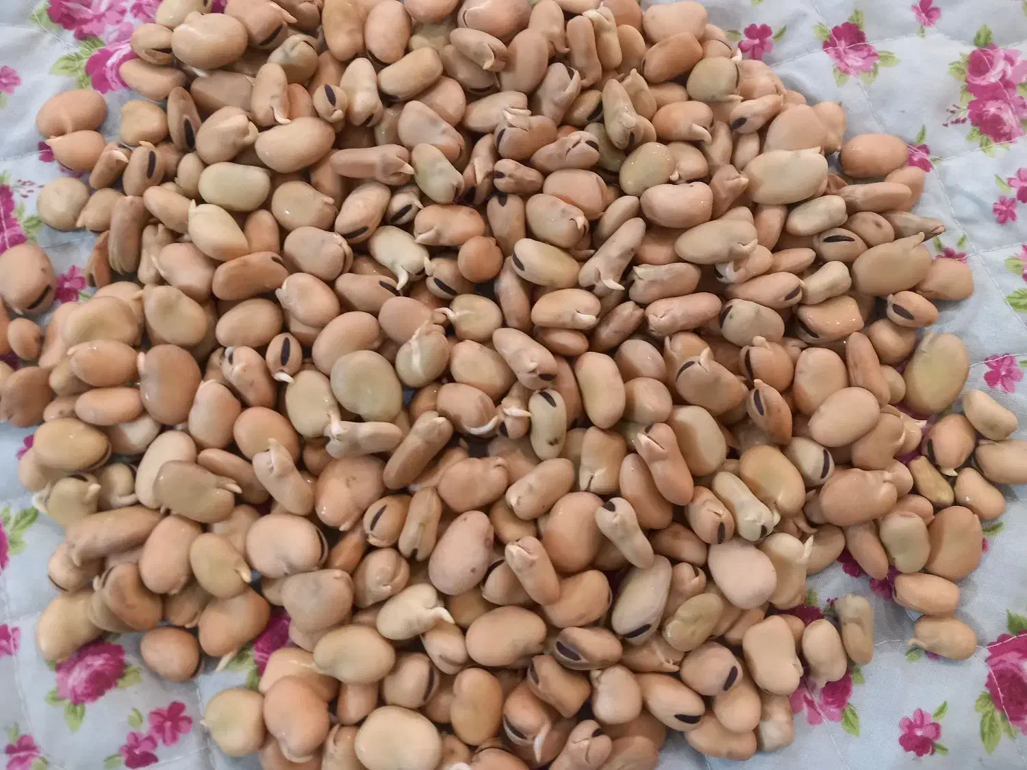 باقالی (باقلا)|خوردنی و آشامیدنی|تهران, جوادیه تهرانپارس|دیوار