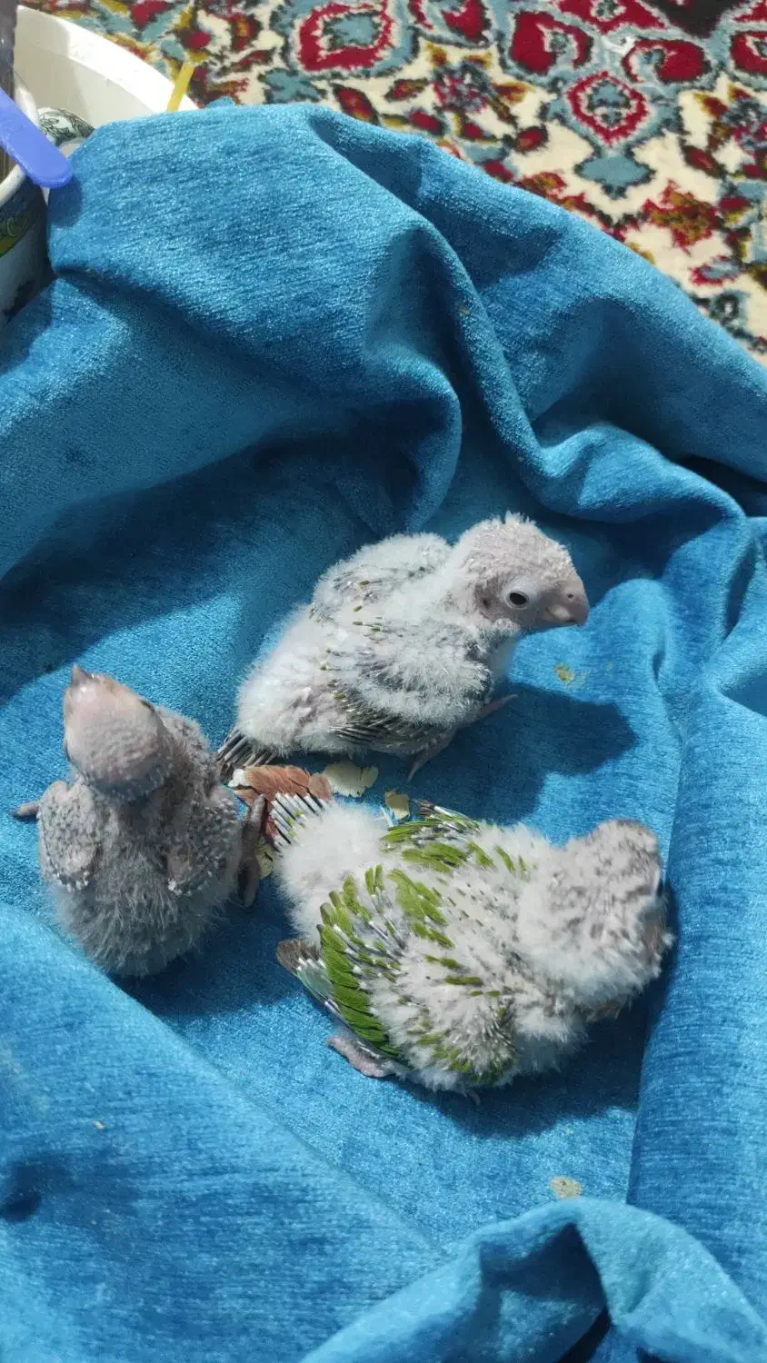 جوجه عروس هلندی سرلاکی|پرنده|برازجان, |دیوار