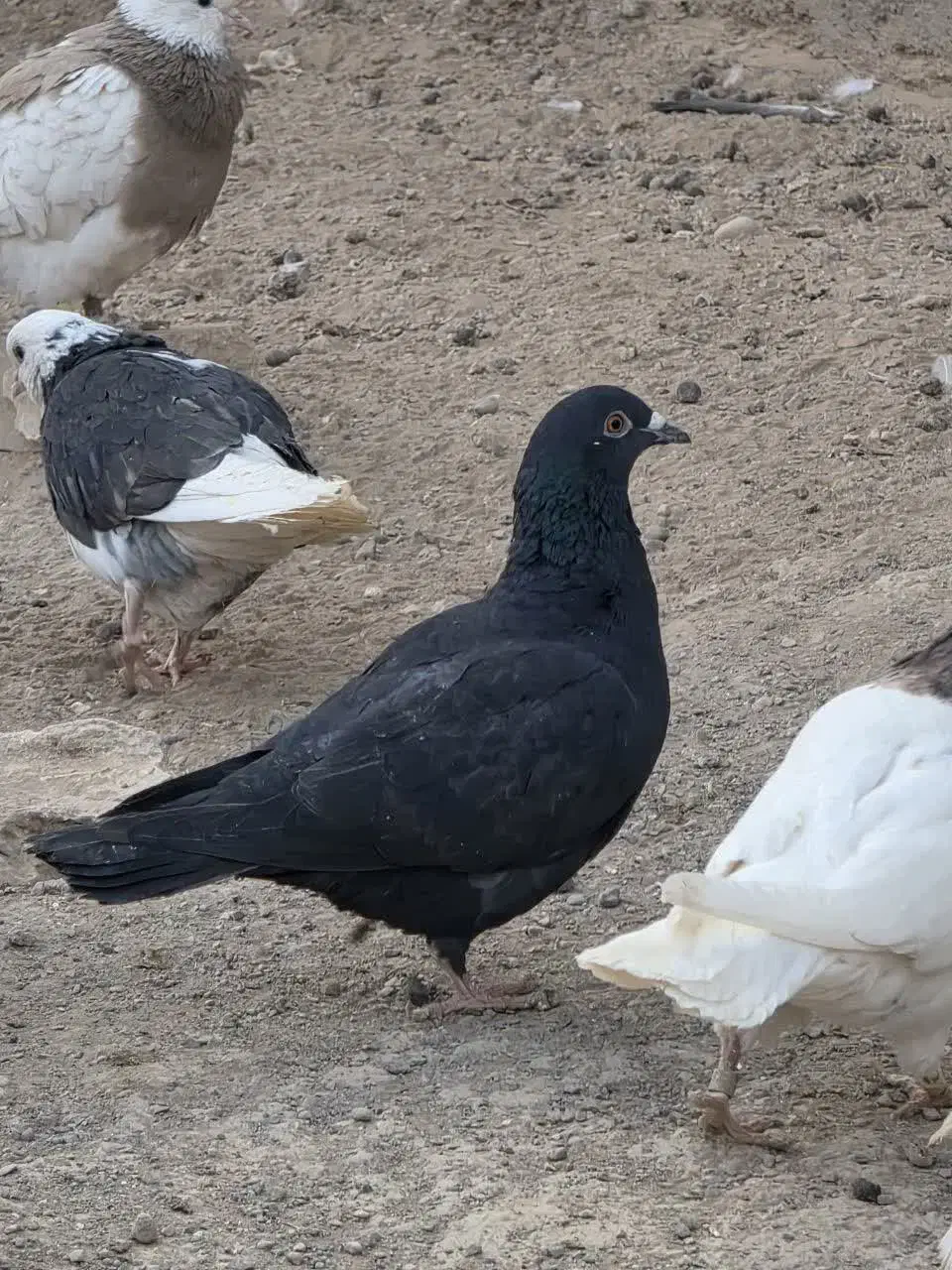 کفتر|پرنده|شاهرود, |دیوار