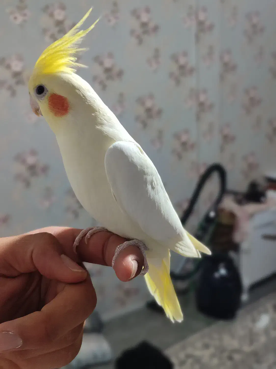 عروس هلندی|پرنده|نهاوند, |دیوار