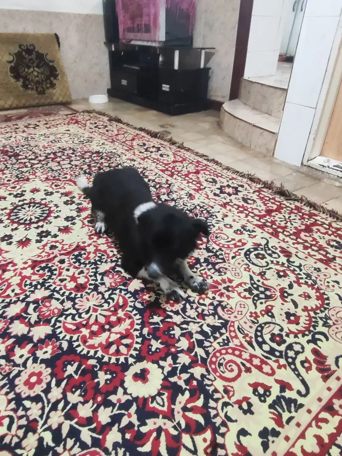 سگ پاکوتاه ماده بی پناه و خسته|سگ|خرمآباد, |دیوار