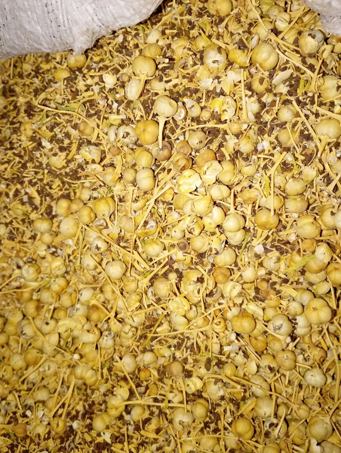 اسپند اعلاء|عمدهفروشی|کوهدشت, |دیوار