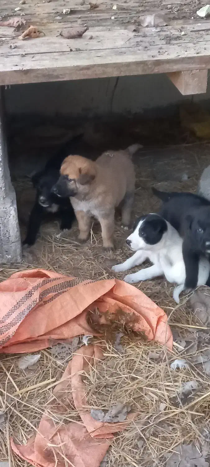 سگ رایگان|سگ|کوچصفهان, |دیوار