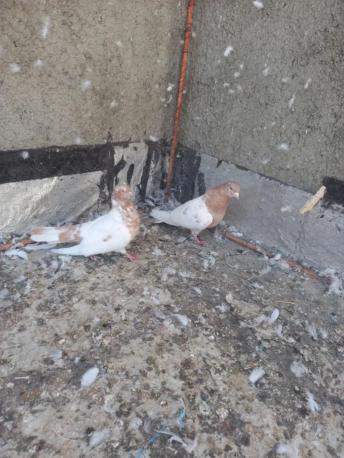 فروش پرنده|پرنده|کبودرآهنگ, |دیوار