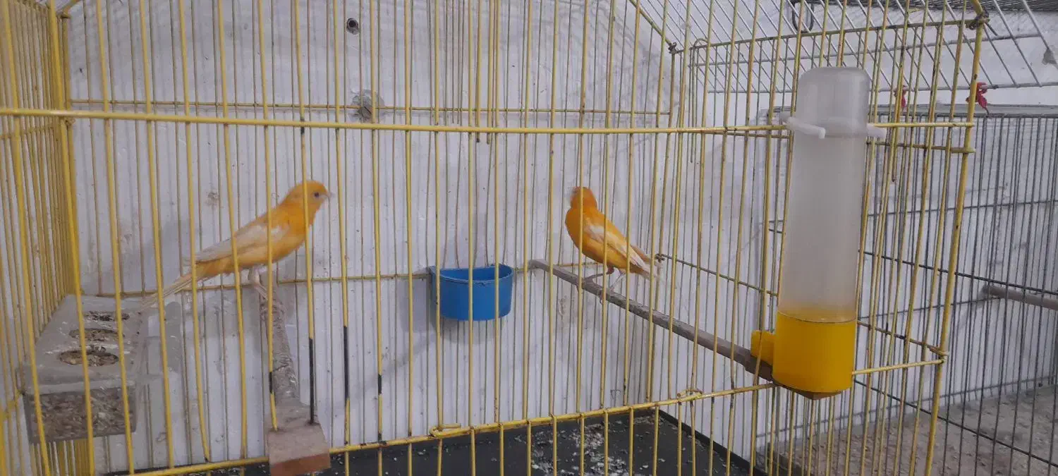 جفت قناری پرتغالی  نروماده تازه جفت|پرنده|بندر ماهشهر, |دیوار