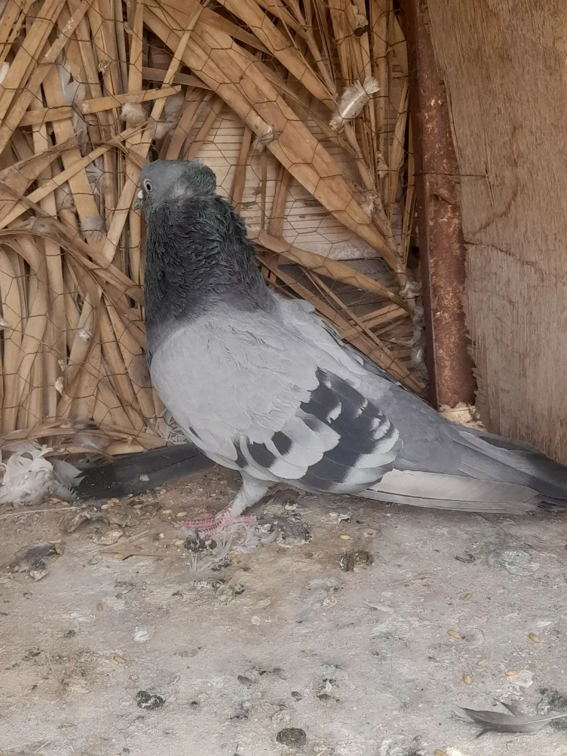 سبز و زاغ|پرنده|بم, |دیوار
