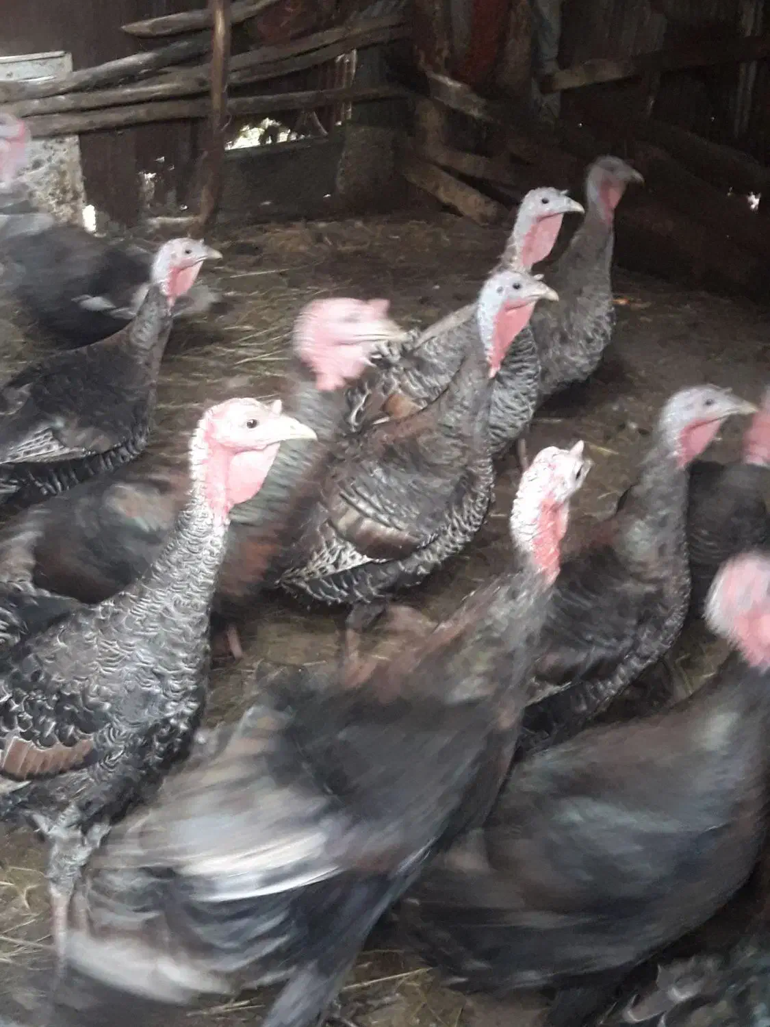 بوقلمون محلی2022|حیوانات مزرعه|ماکلوان, |دیوار