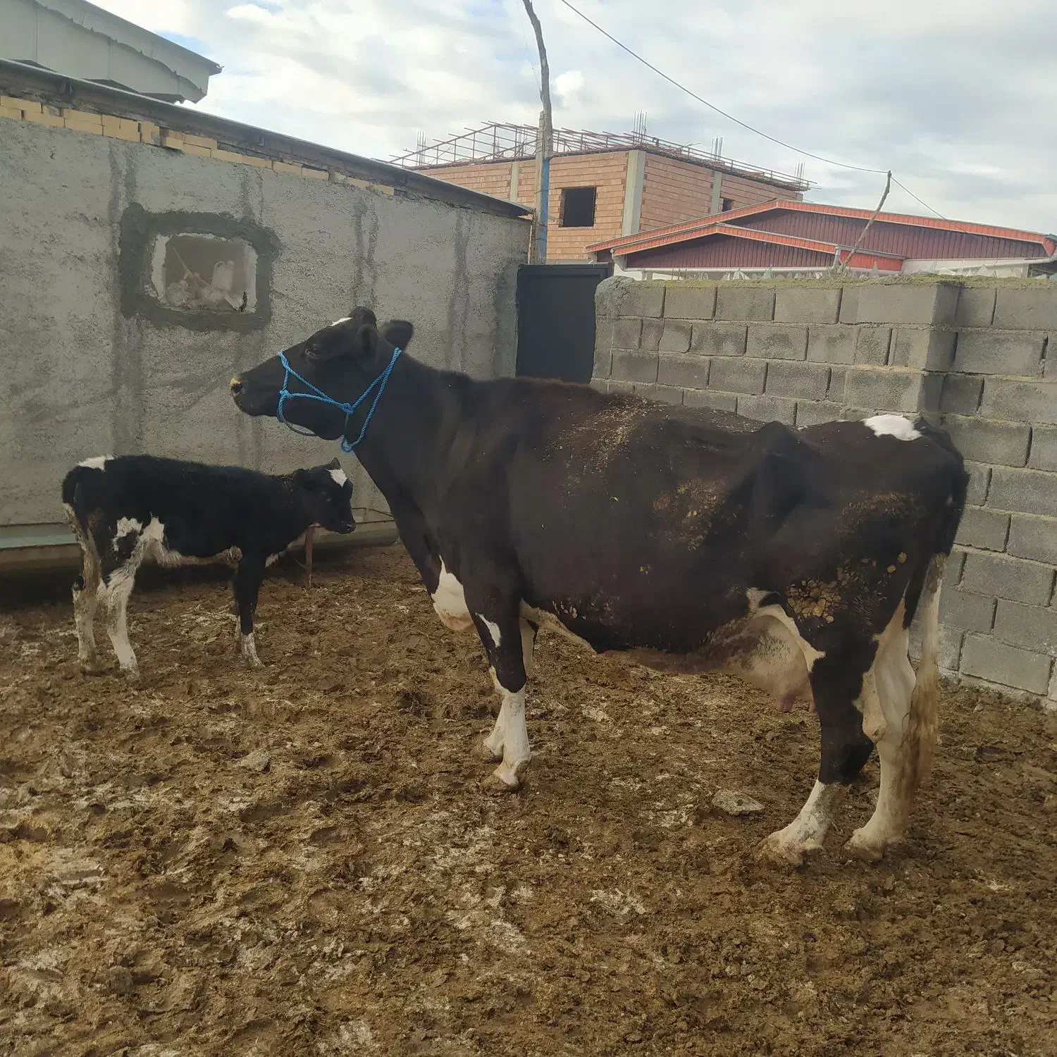 گاو شیری گوساله دار دوباره آبستن جوان جنس بالا|حیوانات مزرعه|آق قلا, |دیوار