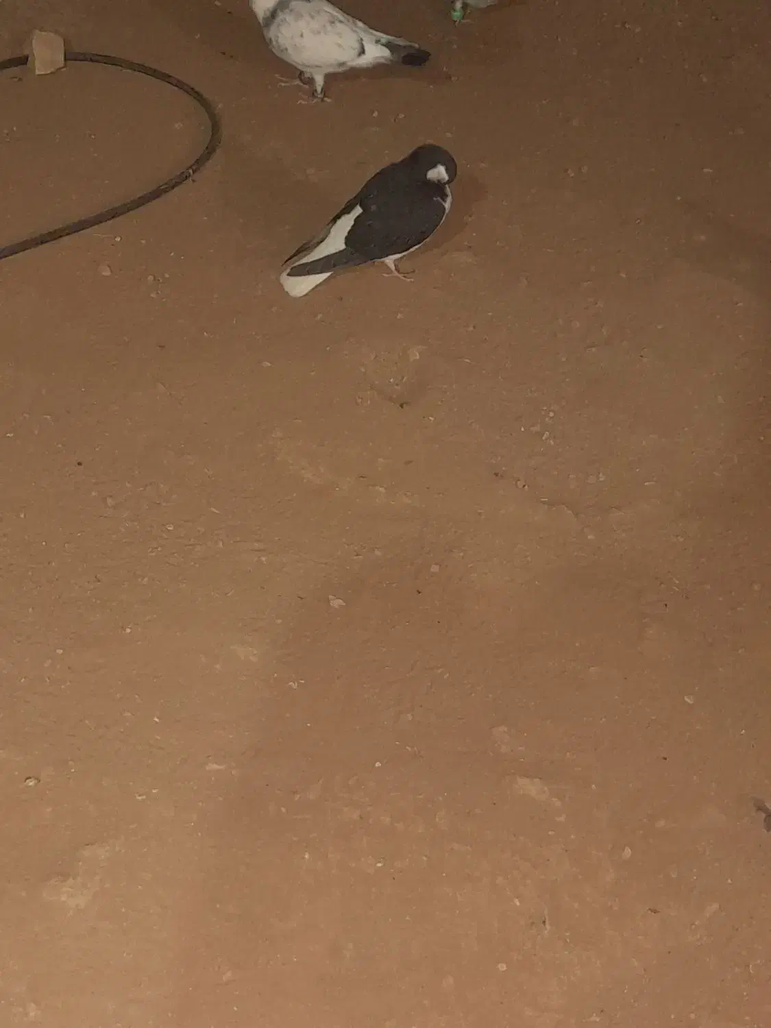 دم سفید نر جوجه صده سیاه|پرنده|جوین, |دیوار