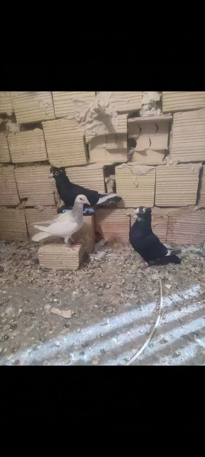 سار سبز مسافتی مینا کرمانی یهودی کویتی|پرنده|مه ولات, |دیوار