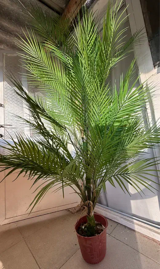 درختچه مصنوعی|گل مصنوعی|گرگان, |دیوار