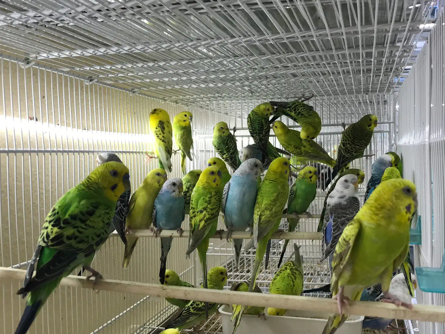 هلندی|پرنده|قشم, |دیوار