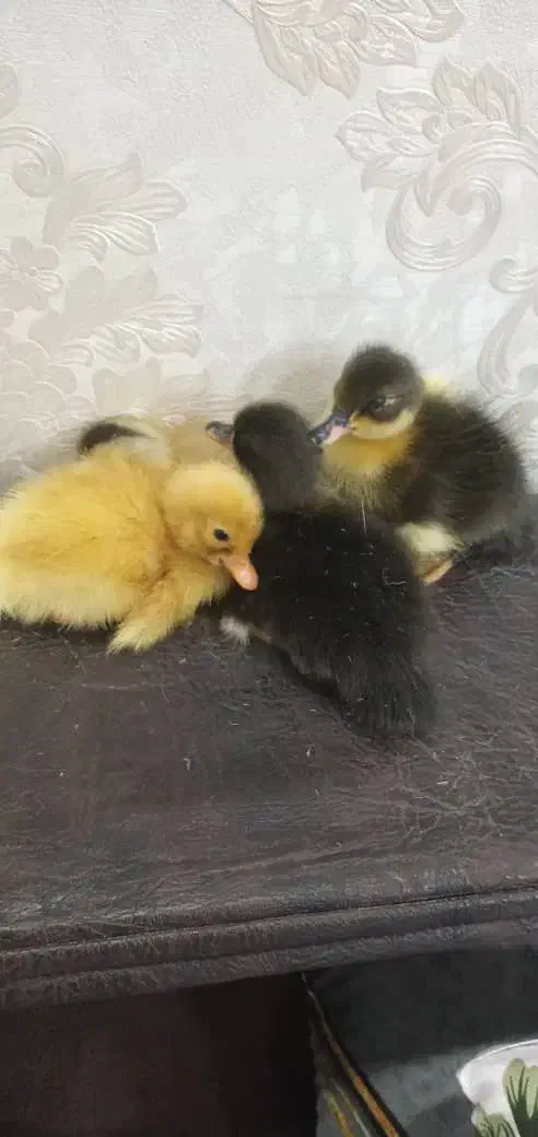 جوجه اردک محلی وپکنی|حیوانات مزرعه|رشت, ترمینال|دیوار