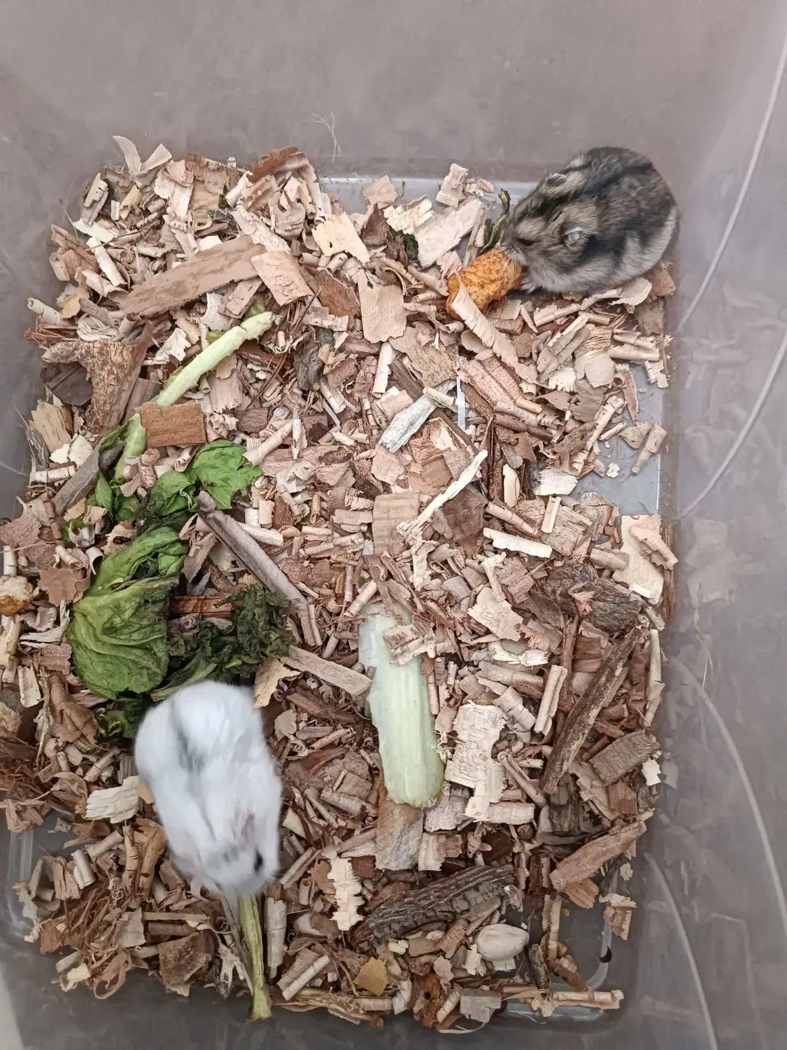 فروش همستر|موش و خرگوش|یزد, |دیوار