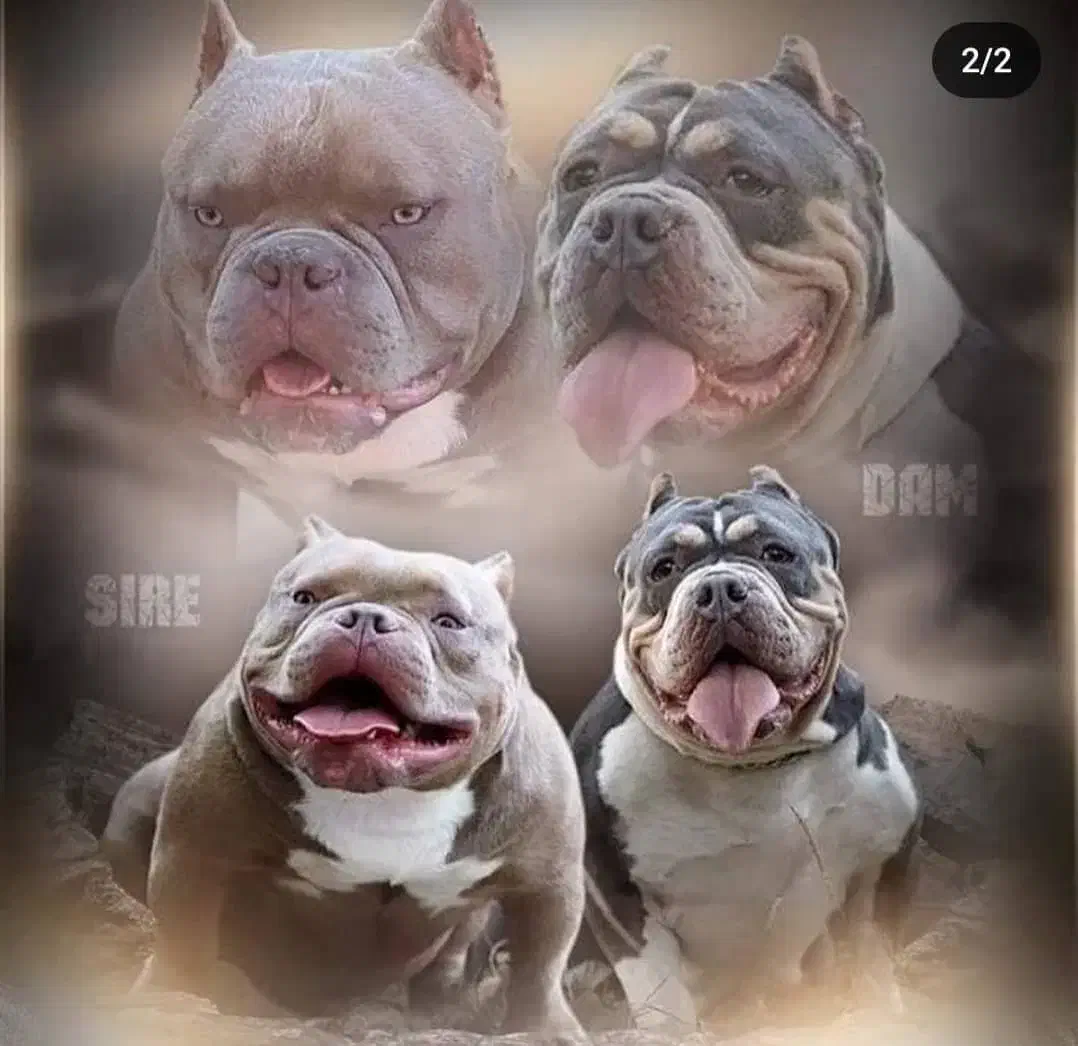 سگ خاص امریکن|سگ|بومهن, |دیوار