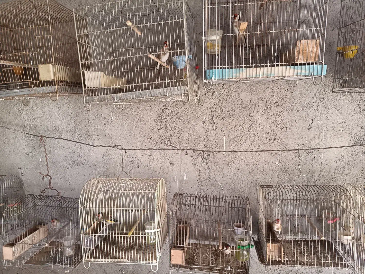 سهره|پرنده|اراک, |دیوار