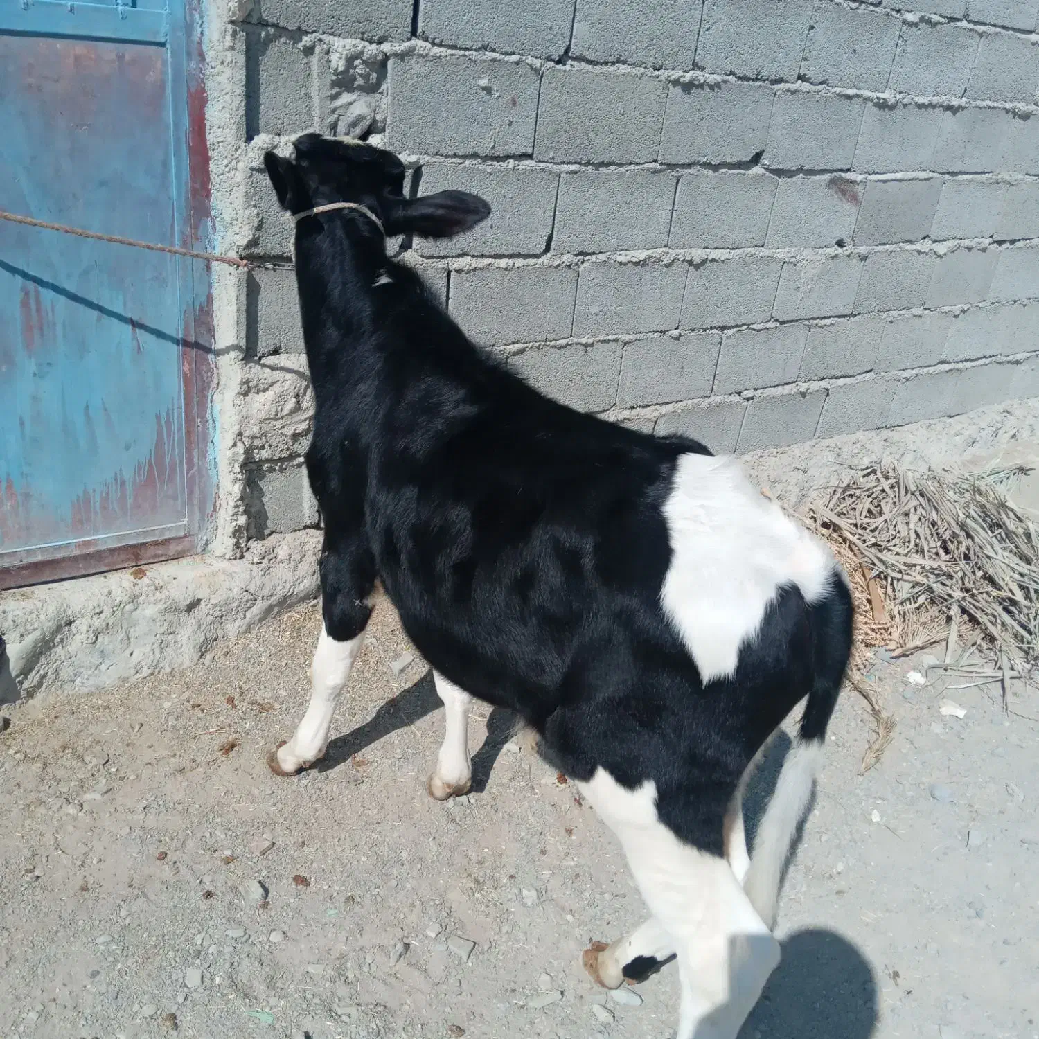 گاو خیلی آرام وگوساله خوش رنگ|حیوانات مزرعه|سیب و سوران, |دیوار