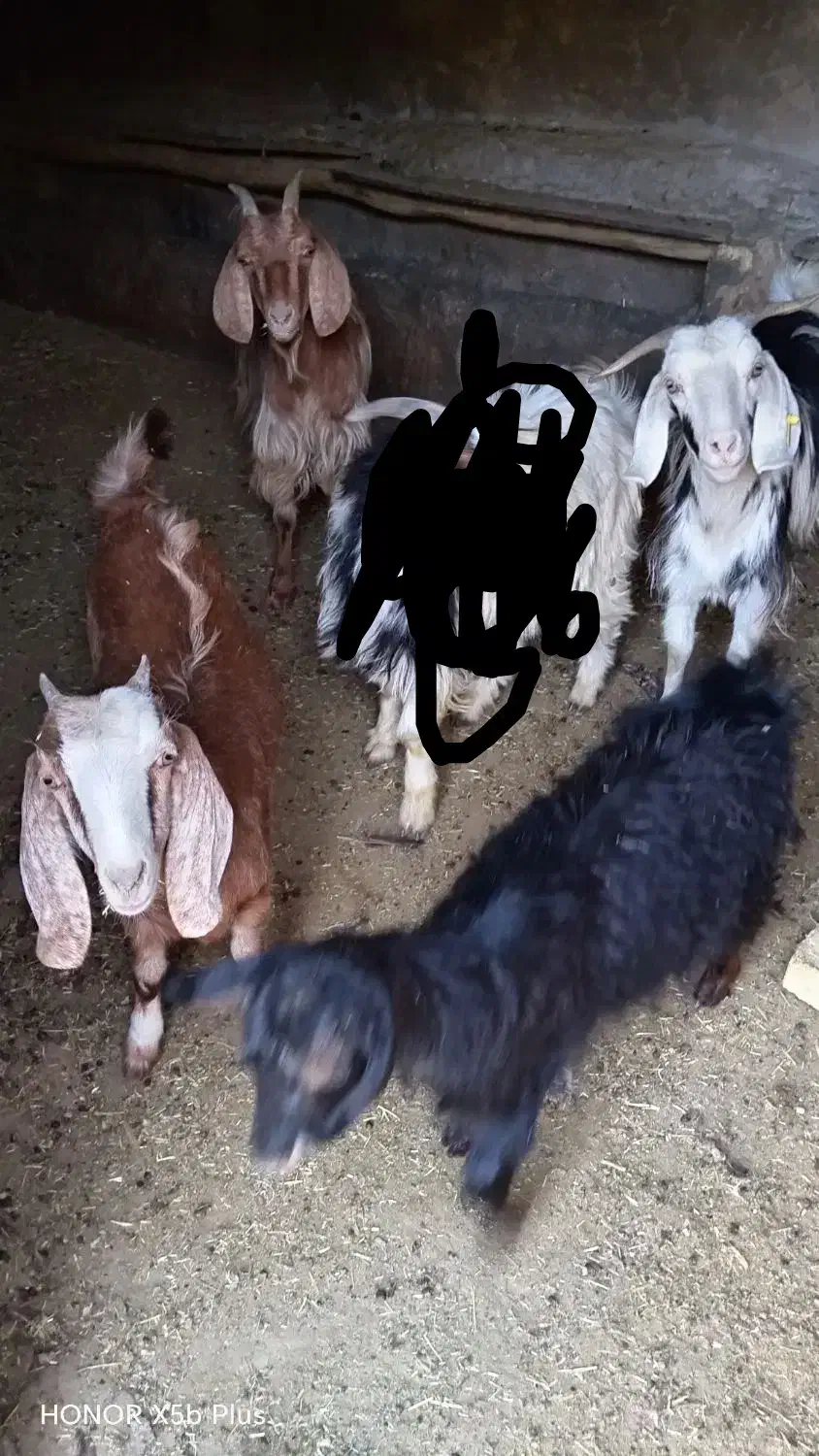 40 میلیون تومان|حیوانات مزرعه|اراک, |دیوار