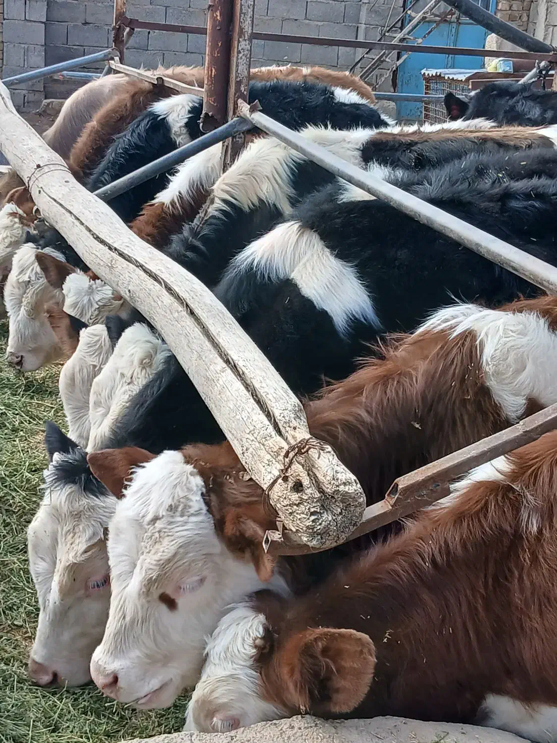 گوسالهسمینتال|حیوانات مزرعه|بشاریات, |دیوار