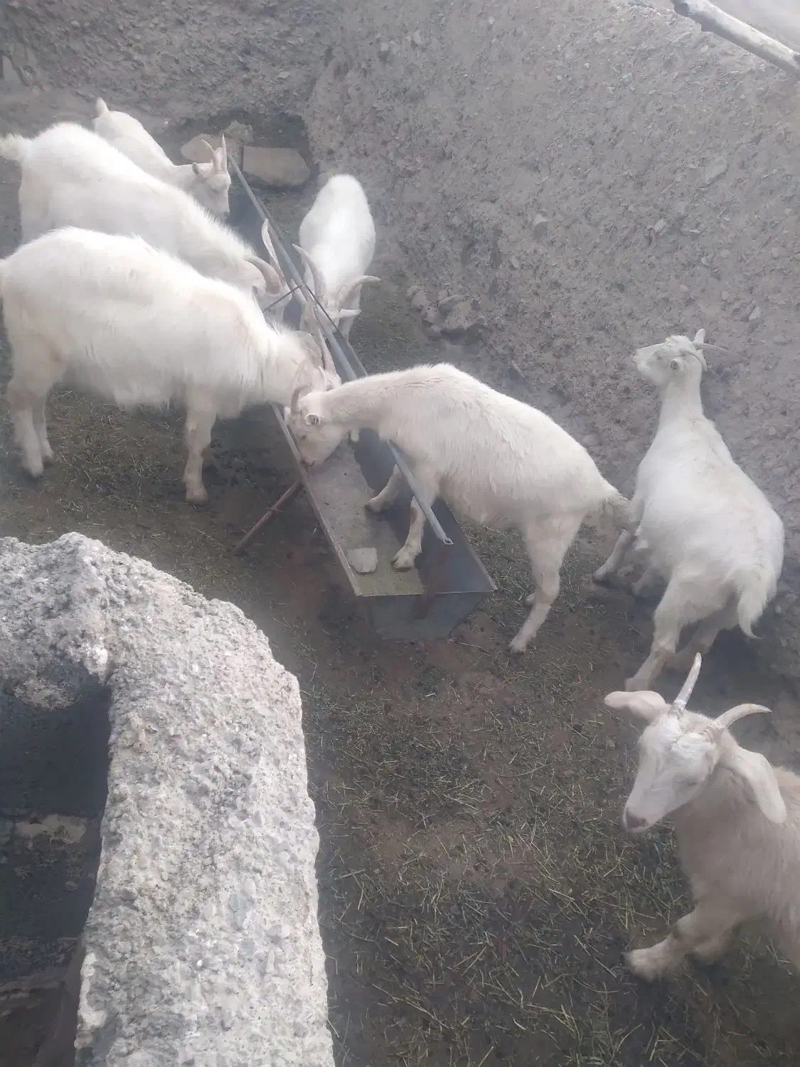 بزعاله سانن آبستن اصل|حیوانات مزرعه|مشهد, باغ فراگرد|دیوار