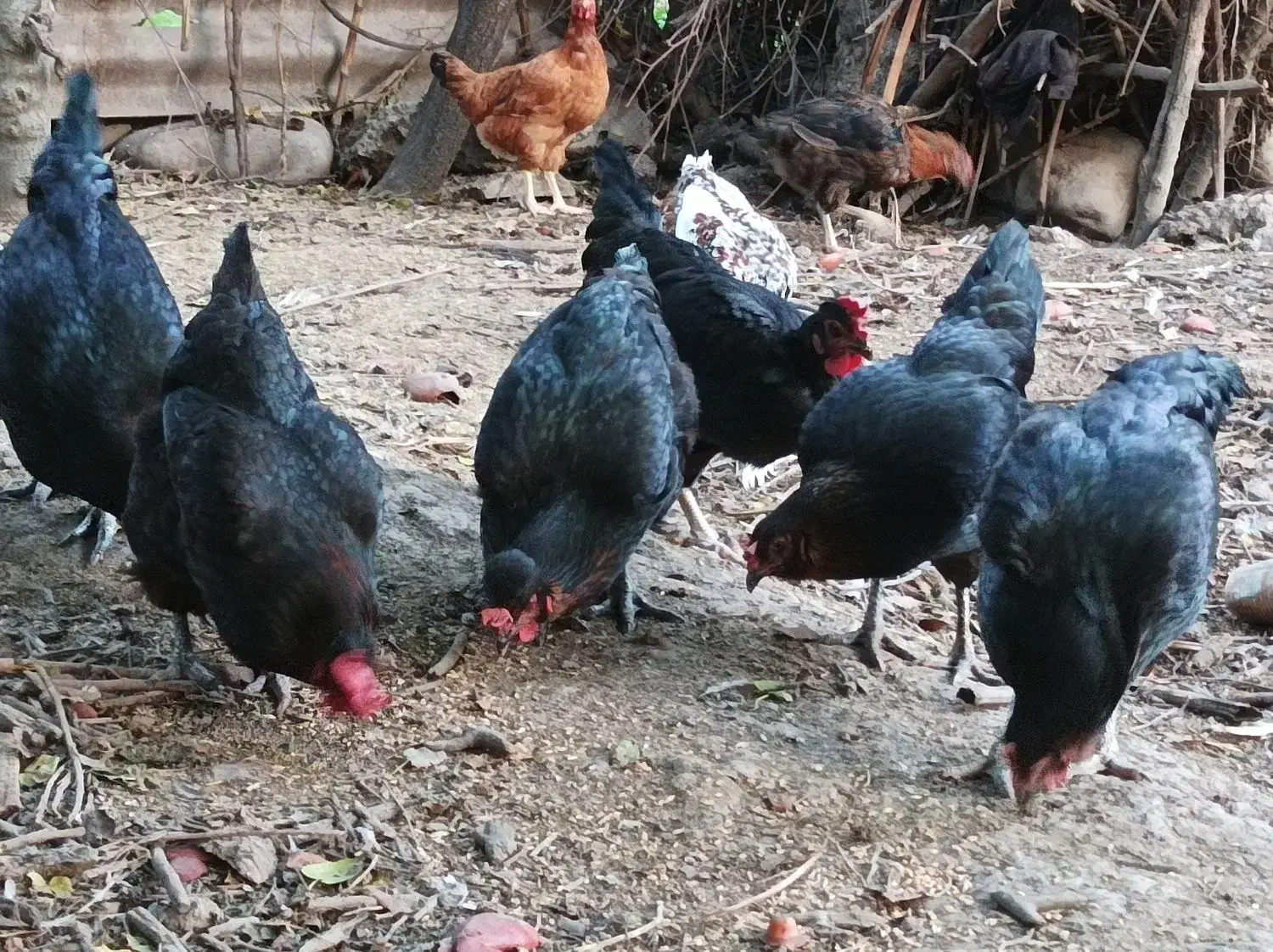 مرغ محلی+ نیمچه خروس گلین|حیوانات مزرعه|رامیان, |دیوار