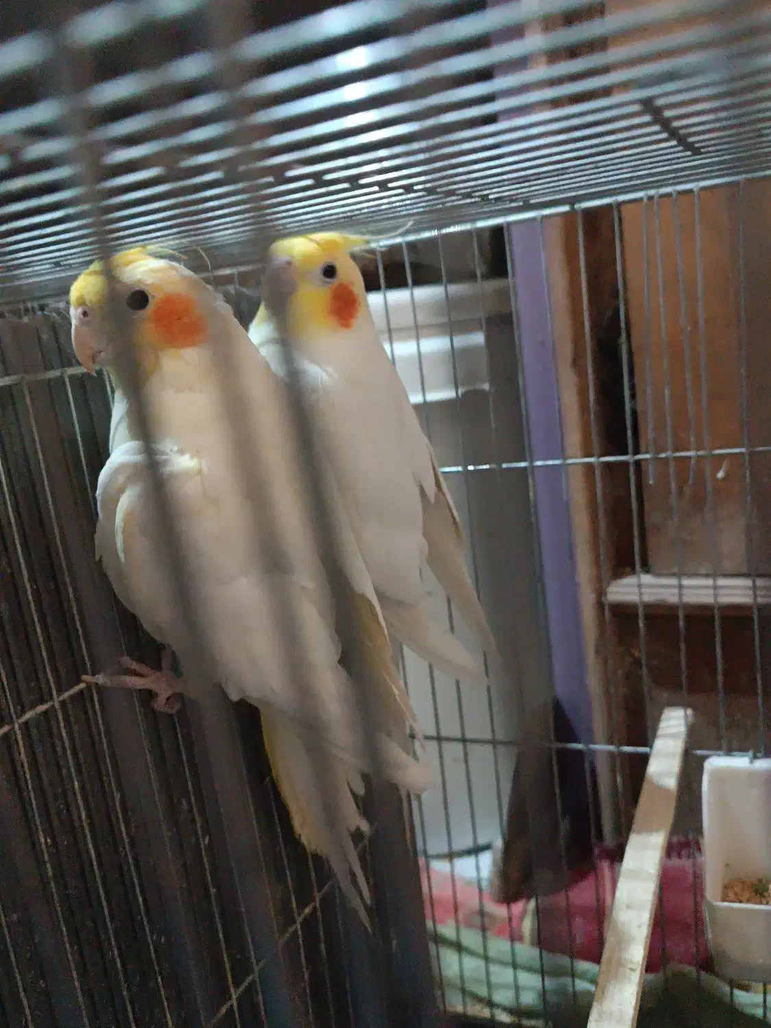 یک جفت عروس هلندی|پرنده|دلیجان, |دیوار