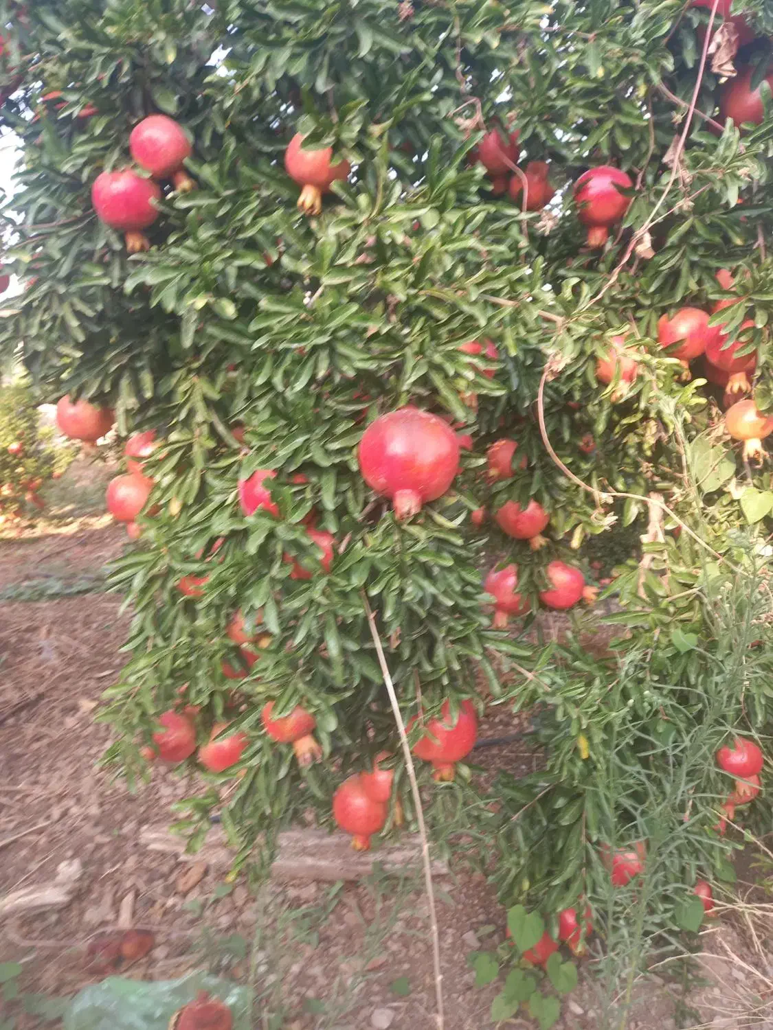 انار تازه ،ناردونه ،رب انار|خوردنی و آشامیدنی|شیراز, گلشن|دیوار