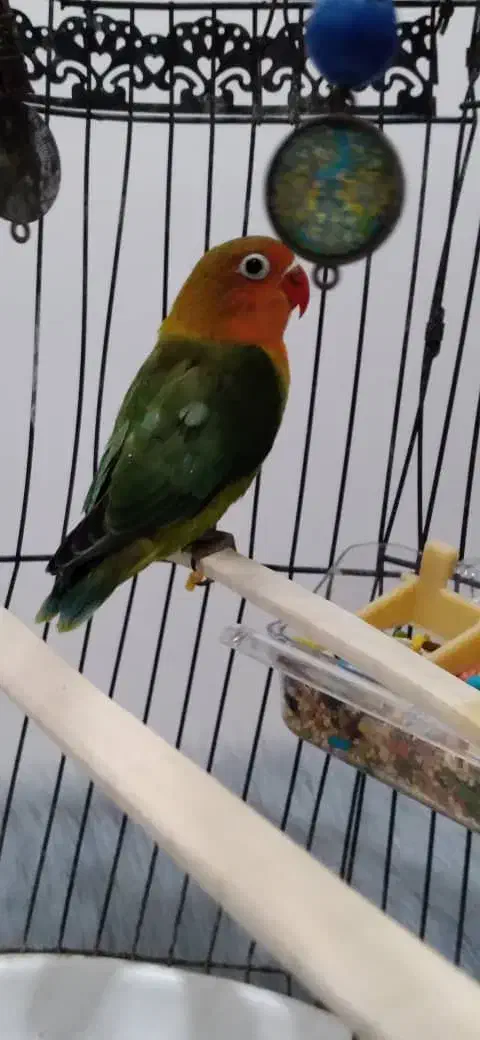 طوطی برزیلی گم شده|پرنده|اهواز, شهرک دانشگاه|دیوار