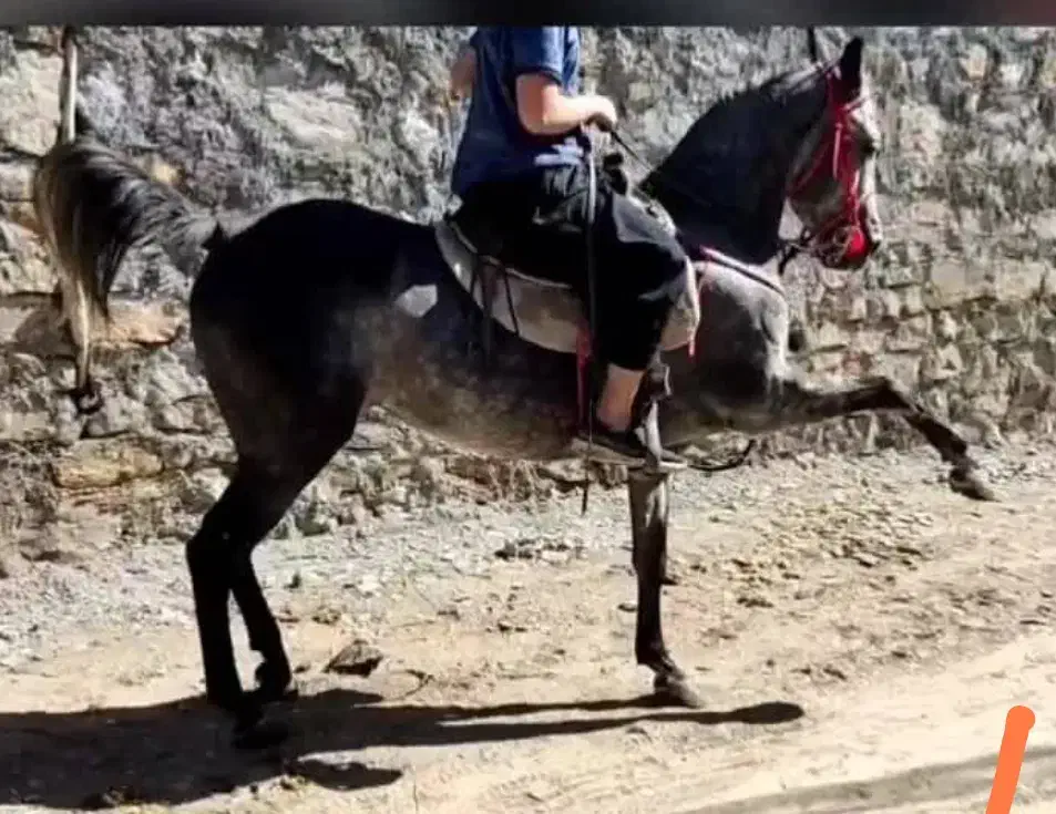 مادیان کرد مدارک کامل|اسب و تجهیزات اسب‌سواری|تهران, شمشیری|دیوار