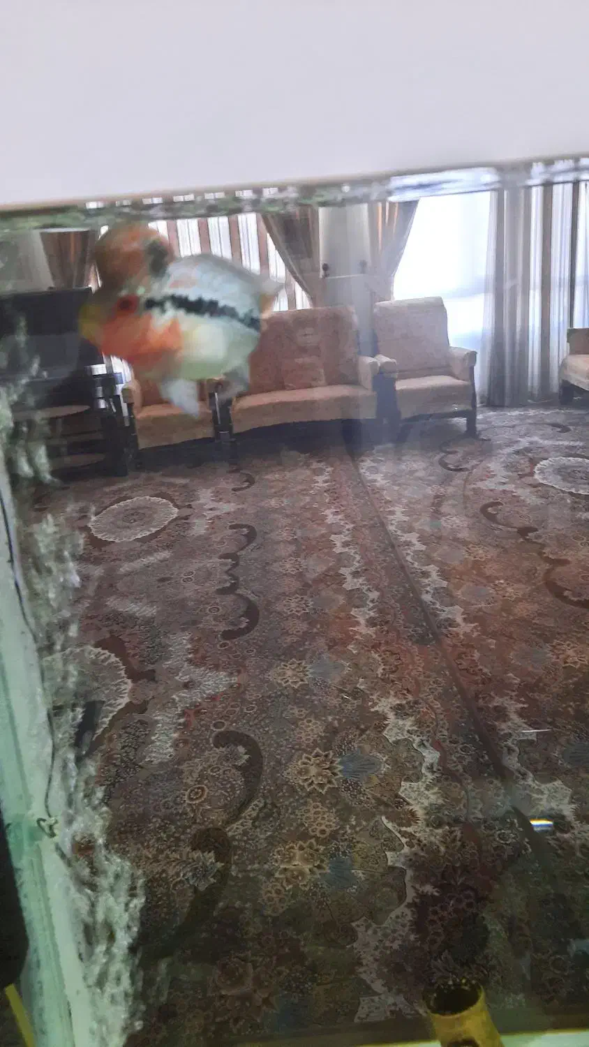 جوجه فلاور ۴ بندی|ماهی|سامان, |دیوار