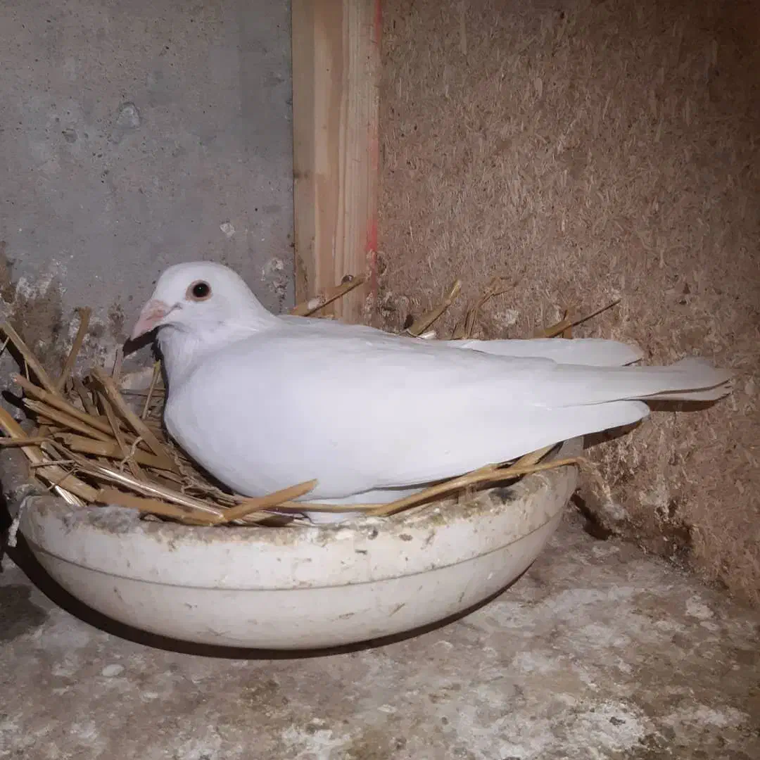 ماده آلمانی پلاکی خون خالص «کار داده»|پرنده|شاهینشهر, گرگاب|دیوار